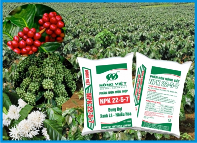 Biện pháp chăm sóc Cà phê mùa khô